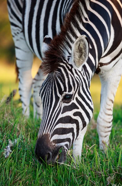 Slätterna Zebra betar på grönt gräs — Stockfoto