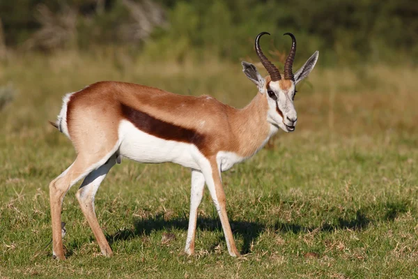 Springbok Antelope Stock Picture