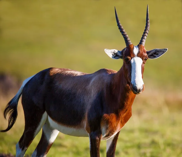 Antilope di Bontebok — Foto Stock