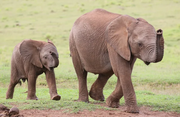 Jonge Afrikaanse olifant vrienden — Stockfoto