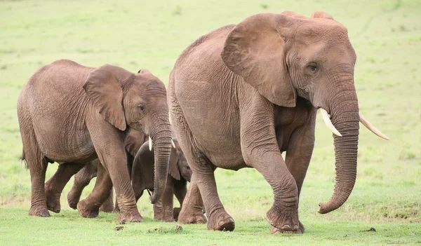 Afrikansk elefant besättning — Stockfoto