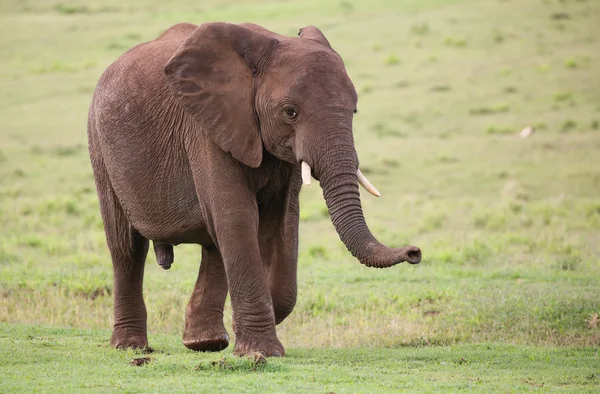 아프리카 코끼리 남자 — 스톡 사진