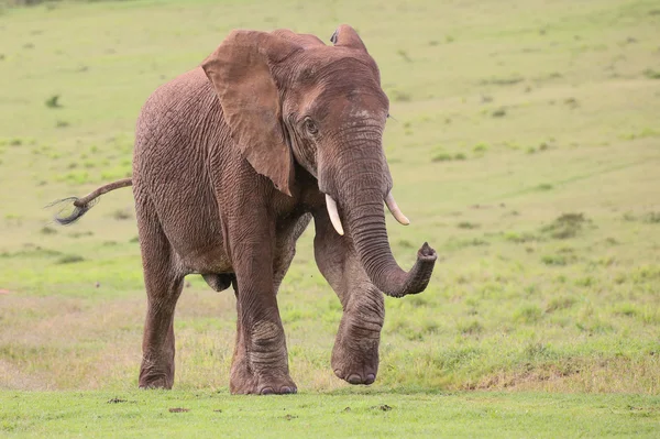 Elefante africano Hombre —  Fotos de Stock