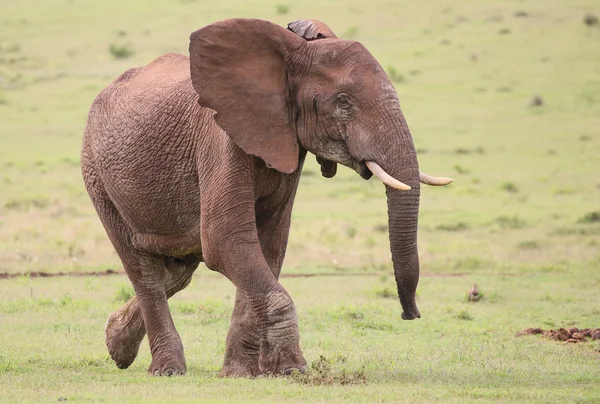 Afrikanischer Elefantenrüde — Stockfoto