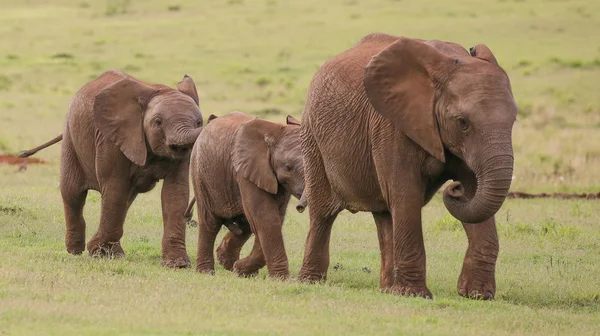 Jonge Afrikaanse olifant vrienden — Stockfoto