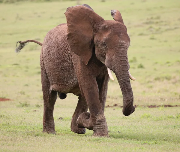 Elefante africano macho — Fotografia de Stock