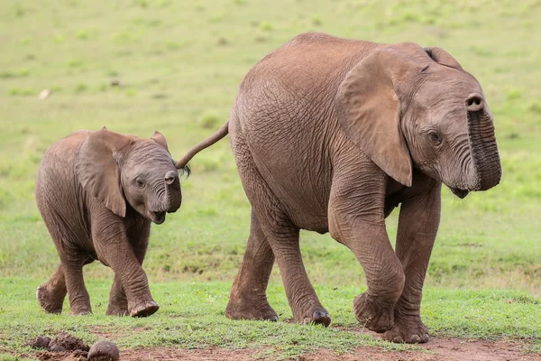 Unga afrikanska elefanten vänner — Stockfoto