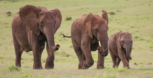 Afrikansk elefant besättning — Stockfoto