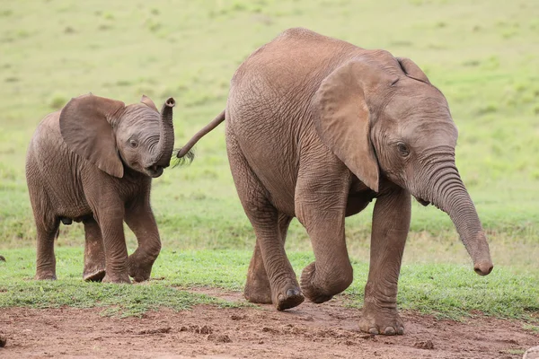 Jonge Afrikaanse olifant vrienden — Stockfoto