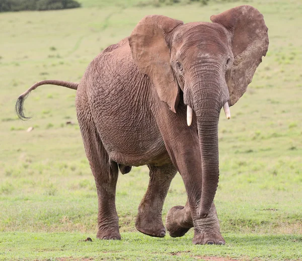 Slon africký muž — Stock fotografie