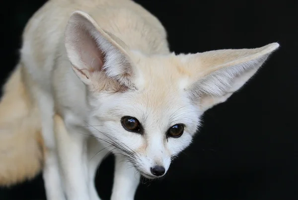 Renard du désert fébrile aux grandes oreilles — Photo