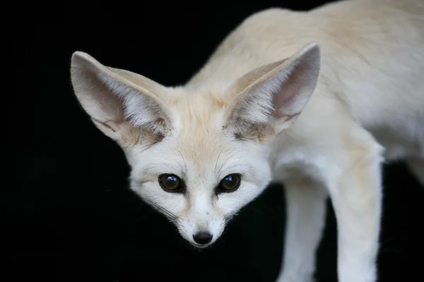 Fennic sivatagi róka nagy fülek — Stock Fotó