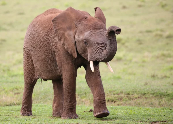 Elefante africano macho — Fotografia de Stock