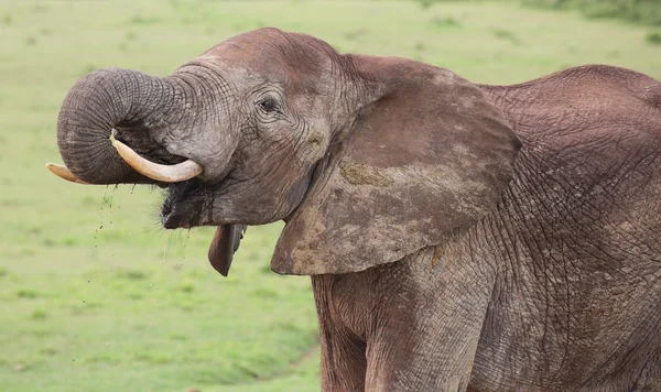 Slon africký muž — Stock fotografie