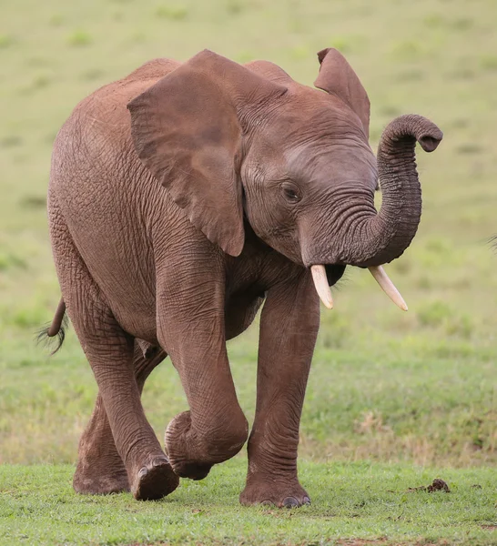 Elefante africano Hombre — Foto de Stock