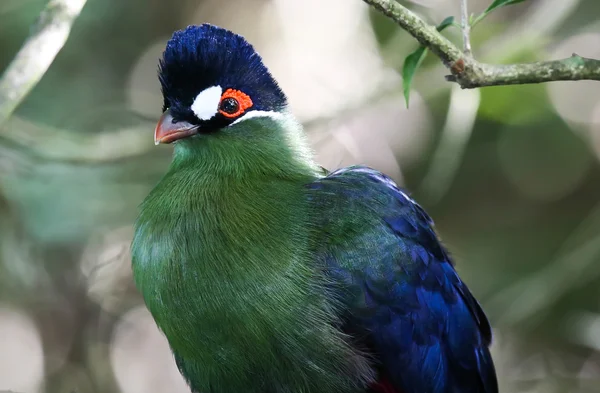 Lila Crested turako porträtt — Stockfoto