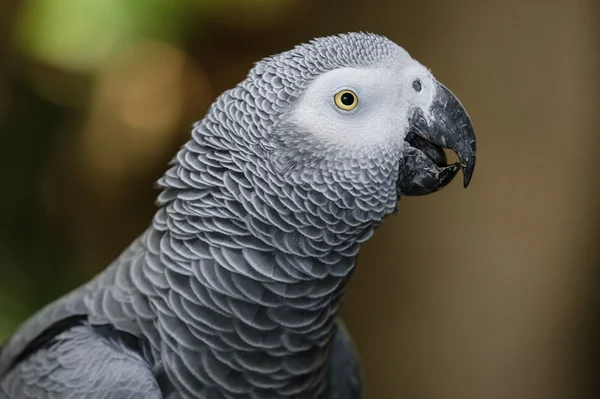 Portrait de perroquet gris africain — Photo