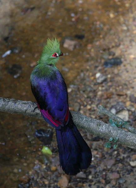 Knysna loerie eller turako fågel — Stockfoto