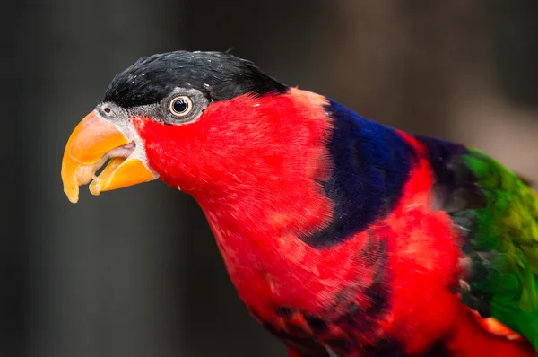 Black-capped Lorikeet Bird — Stock Photo, Image