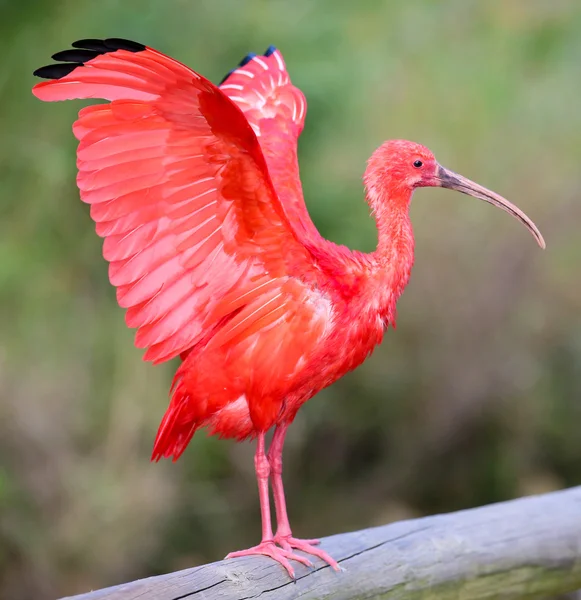 Scarlet ibis fågel — Stockfoto