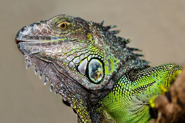 Grön leguan reptil Stockbild