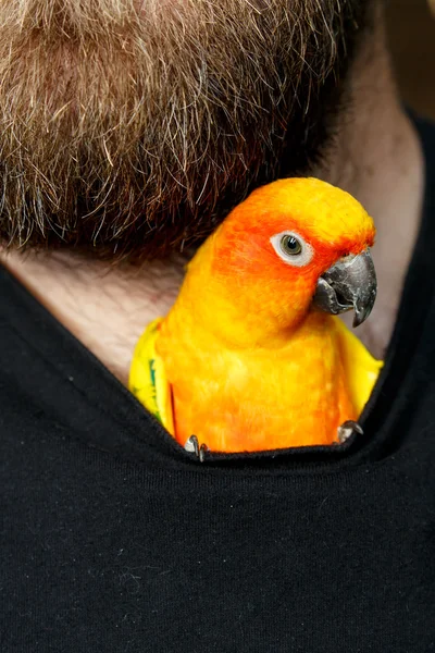 Haustier Sonne conure Papageienvogel im Hemd Stockfoto