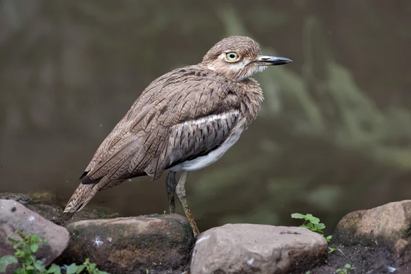 Vatten Dikkop eller Thick-knee fågel — Stockfoto