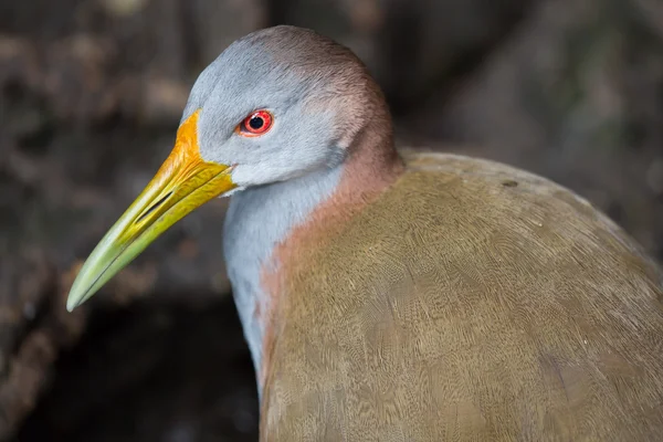 Portrait d'oiseau à rambarde géante — Photo