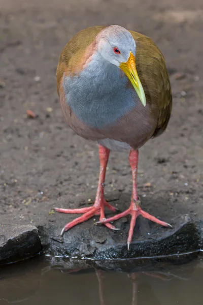 Burung Woodrail Raksasa di Tepi Air — Stok Foto