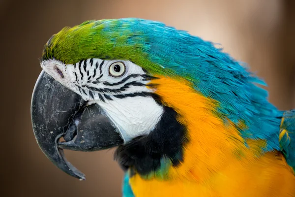 Guapa guacamayo loro retrato — Foto de Stock