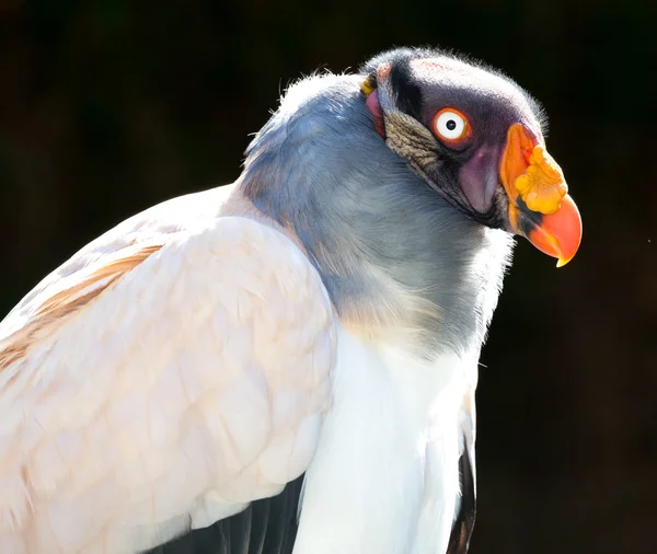 王ハゲタカ鳥 ロイヤリティフリーのストック写真