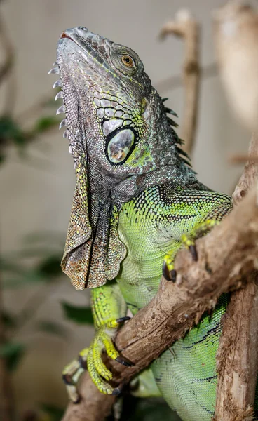 Iguana verde rettile — Foto Stock