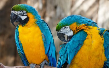 Pretty Macaw Parrots clipart