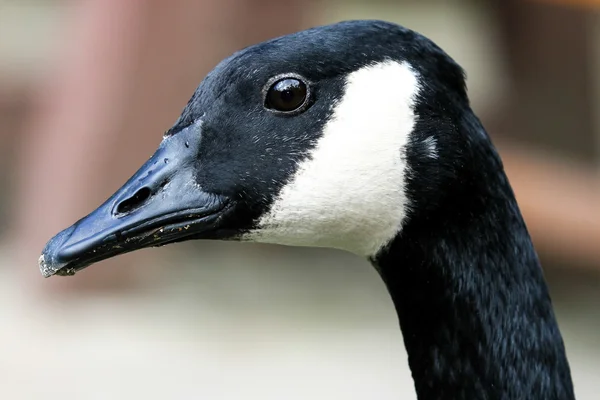 Porträt einer Kanada-Gans — Stockfoto