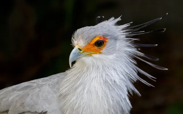 Portrait of a Secretary Bird of Prey — Stock Photo, Image