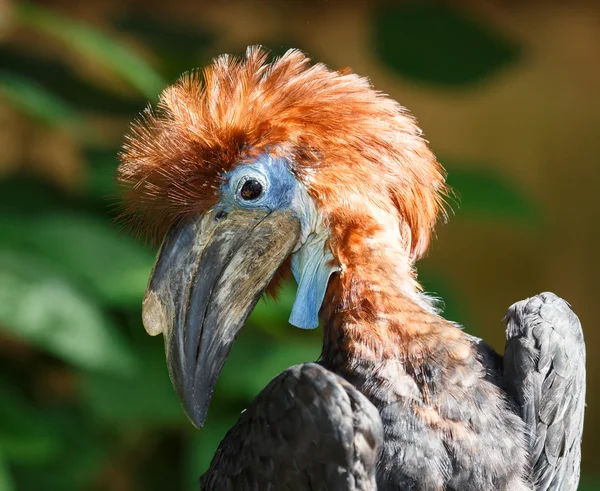 Preto-casqued azul-wattled Hornbill Jovem — Fotografia de Stock