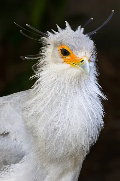 Retrato de um Secretário Pássaro de Rapina Imagem De Stock