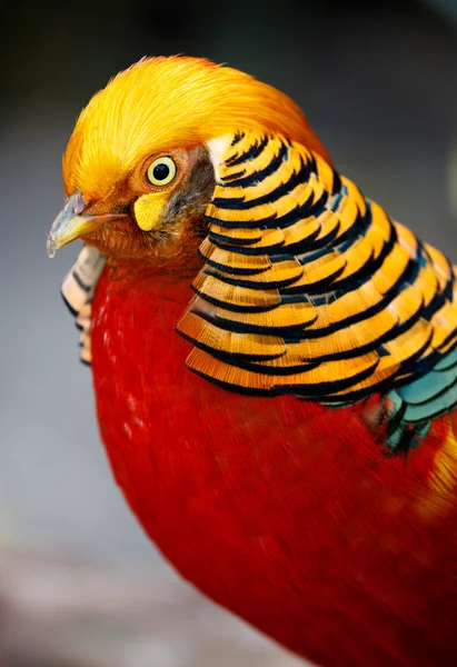 Ptak piękny samiec Bażant złocisty Obraz Stockowy