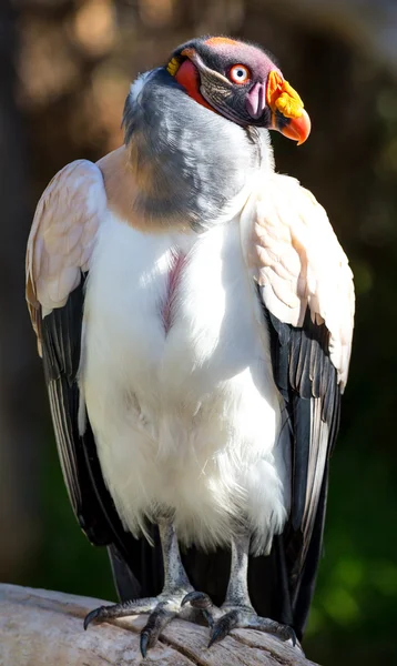 Oiseau roi vautour — Photo