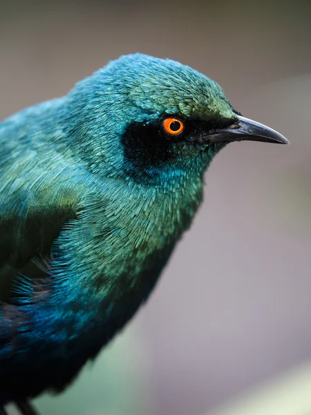 Γυαλιστερό starling πουλί — Φωτογραφία Αρχείου