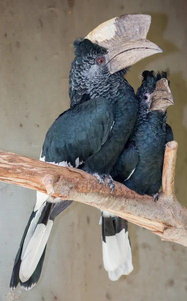 Black White-casqued  Hornbill Pair — Stock Photo, Image