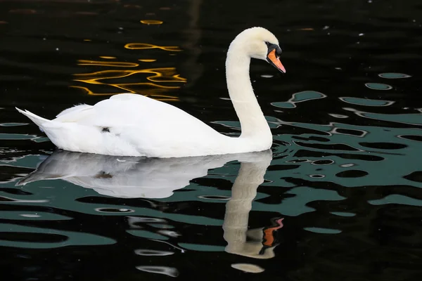 Cisne blanco y reflexión — Foto de Stock