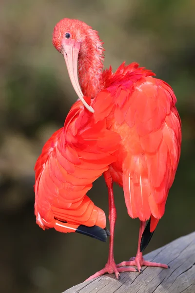 Pájaro Ibis escarlata — Foto de Stock