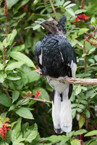 Hornbill fågel med stor näbb — Stockfoto