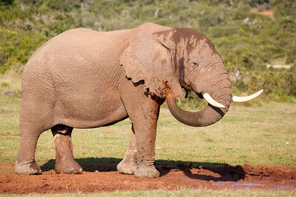Elephant having Mud Bath — Stock Photo, Image