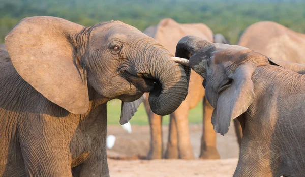 Afrikansk elefant hälsning Stockbild