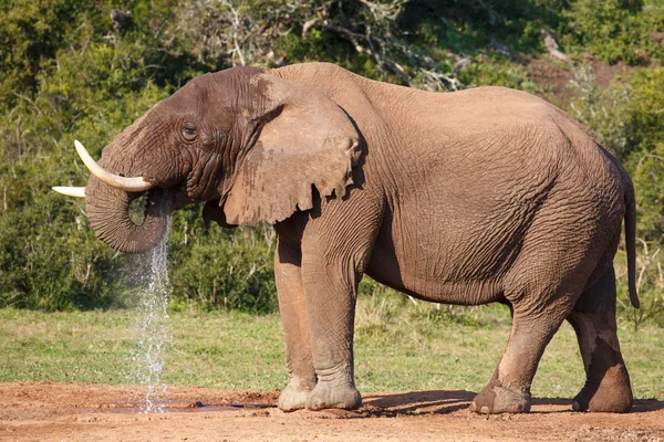 Elefant dricksvatten Stockbild