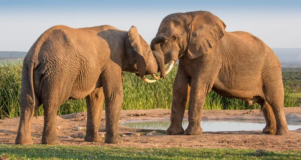 Saluto dell'elefante africano Immagine Stock