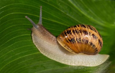 Yeşil yapraklı bir salyangoz