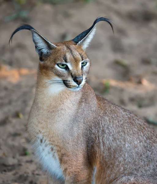 Gatto selvatico caracale Ritratto — Foto Stock